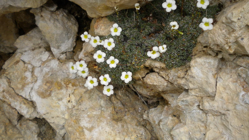 Saxifraga cfr. squarrosa